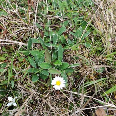 Brachyscome sinclairii, photographed by Jenny Saito