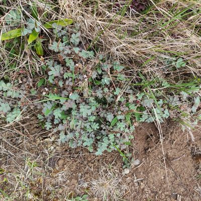 Acaena caesiiglauca, photographed by Jenny Saito