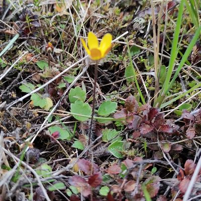 Ranunculus multiscapus, photographed by Jenny Saito