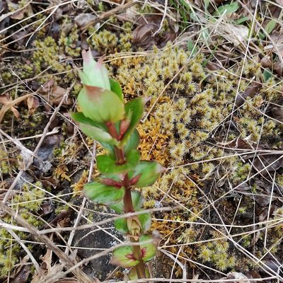 Coriaria sarmentosa, photographed by Jenny Saito