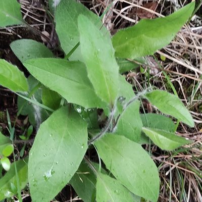 Hieracium levicaule, photographed by Jenny Saito
