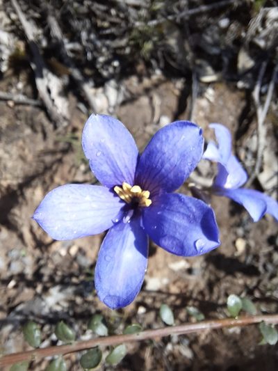 Cheiranthera linearis, photographed by spacegecko
