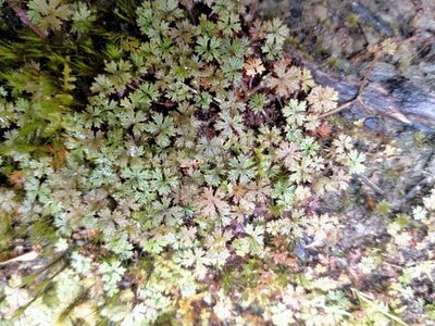 Hydrocotyle dissecta, photographed by John Barkla