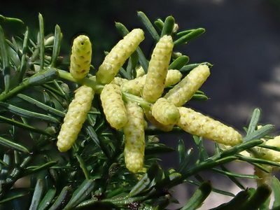 Prumnopitys taxifolia, photographed by Duncan Cunningham