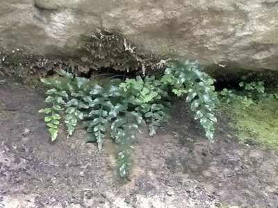 Asplenium lyallii, photographed by John Barkla