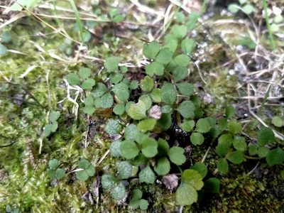 Azorella hookeri, photographed by John Barkla