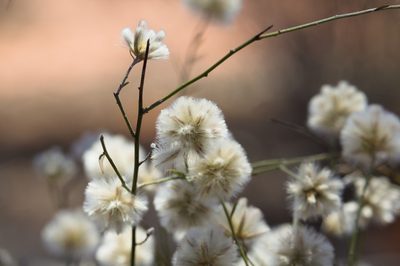 Ptilotus divaricatus, photographed by Hugo Innes