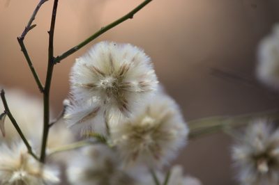 Ptilotus divaricatus, photographed by Hugo Innes