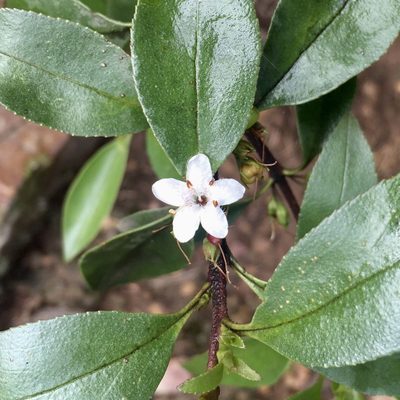Myoporum petiolatum, photographed by James K. Douch