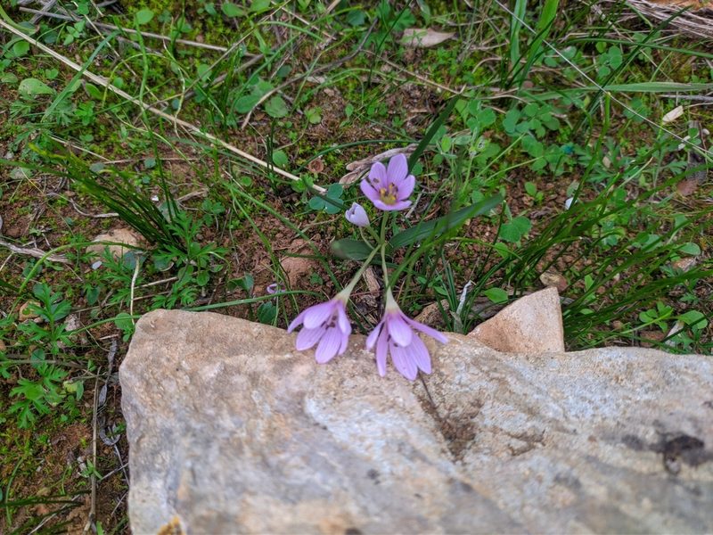 Colchicum cupanii, photographed by George Papademetriou