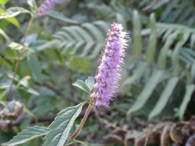 Elsholtzia argyi, photographed by Toby Y