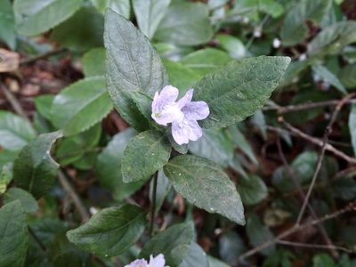 Strobilanthes tetrasperma, photographed by Toby Y