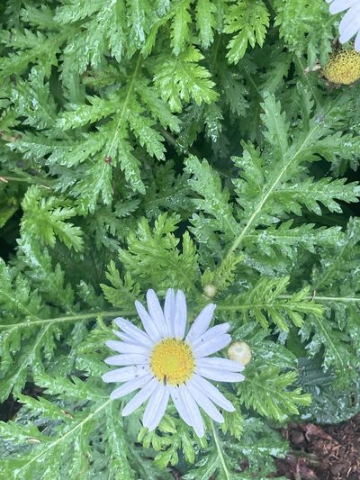 Argyranthemum broussonetii, photographed by John Kenrick Gibson