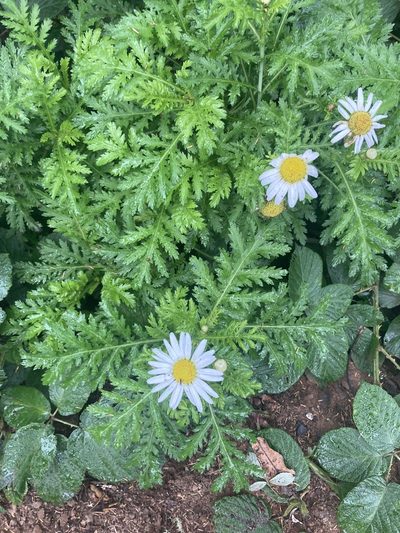Argyranthemum broussonetii, photographed by John Kenrick Gibson