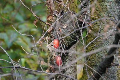 Trichosanthes cucumeroides, photographed by WATANABE Hitoshi 渡辺仁