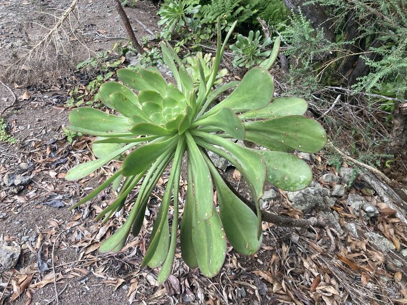 Aeonium ciliatum, photographed by John Kenrick Gibson