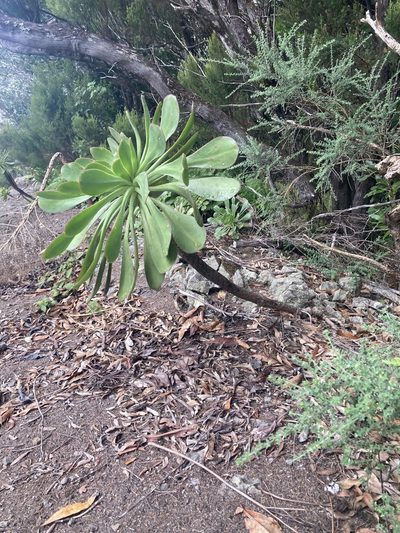 Aeonium ciliatum, photographed by John Kenrick Gibson