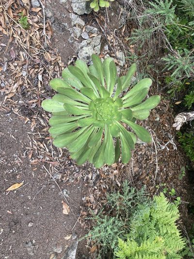 Aeonium ciliatum, photographed by John Kenrick Gibson