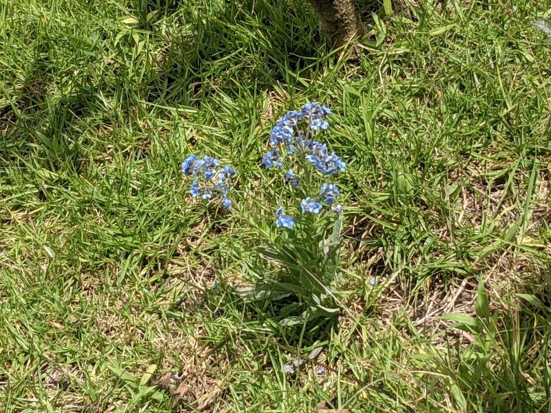 Cynoglossum amabile, photographed by Zoltán Stekkelpak