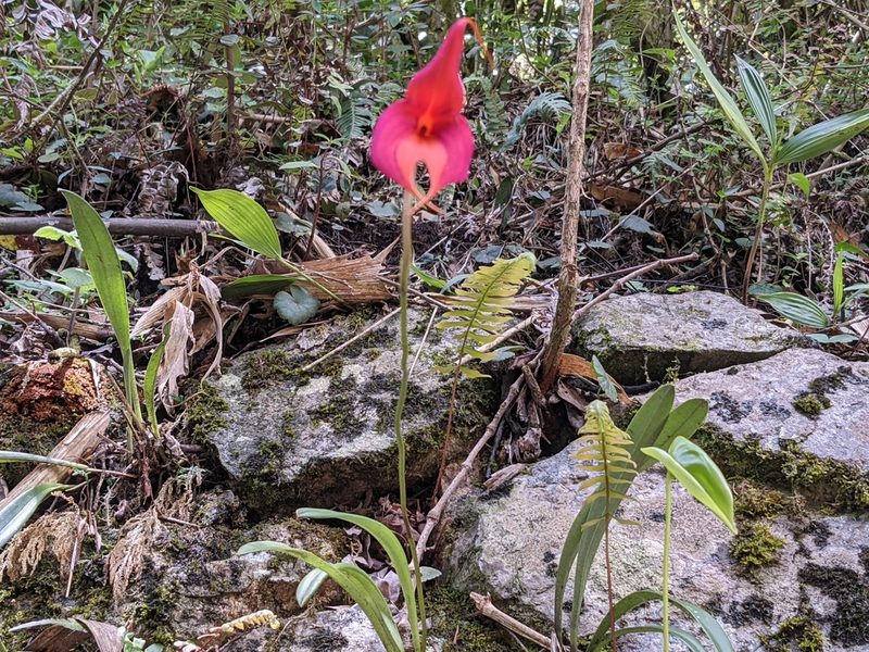 Masdevallia veitchiana, photographed by Zoltán Stekkelpak