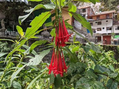 Fuchsia boliviana, photographed by Zoltán Stekkelpak