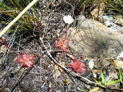 Drosera trinervia, photographed by De Waal Hugo