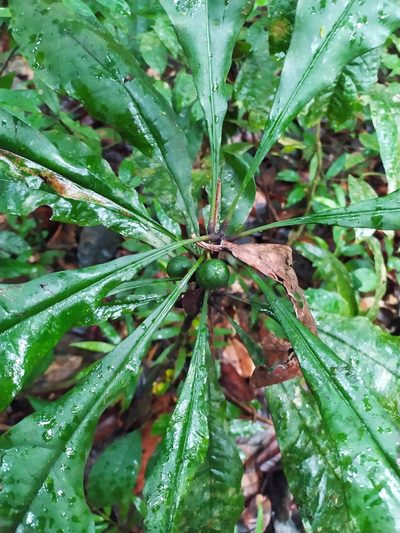 Clavija lancifolia, photographed by Guillaume Delaitre