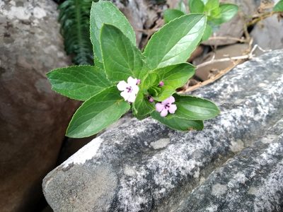 Teedia lucida, photographed by De Waal Hugo