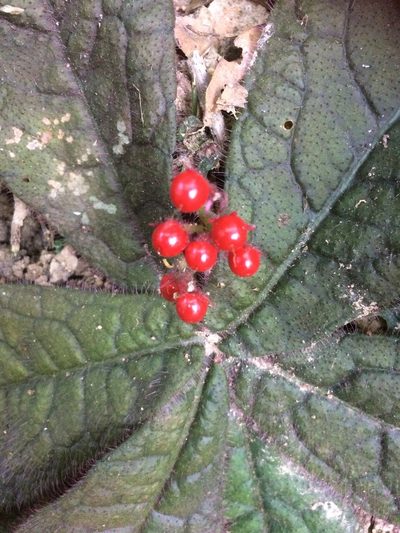 Ardisia primulifolia, photographed by secooke1
