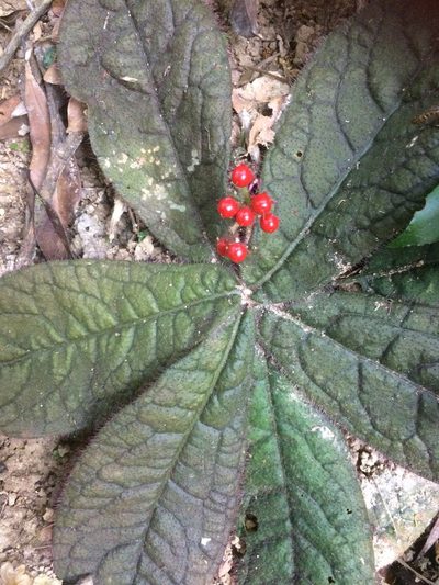 Ardisia primulifolia, photographed by secooke1