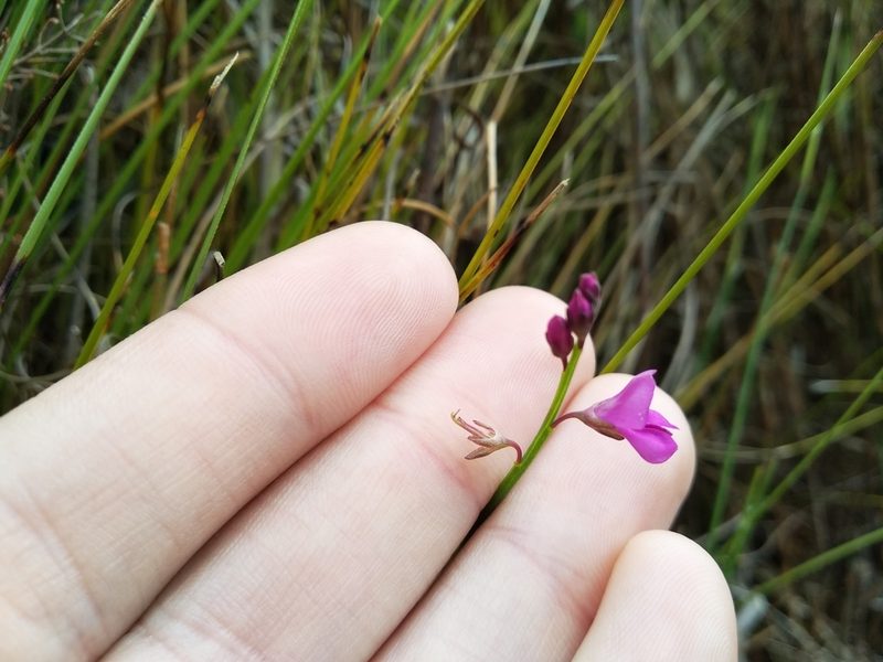 Indigofera ionii, photographed by De Waal Hugo