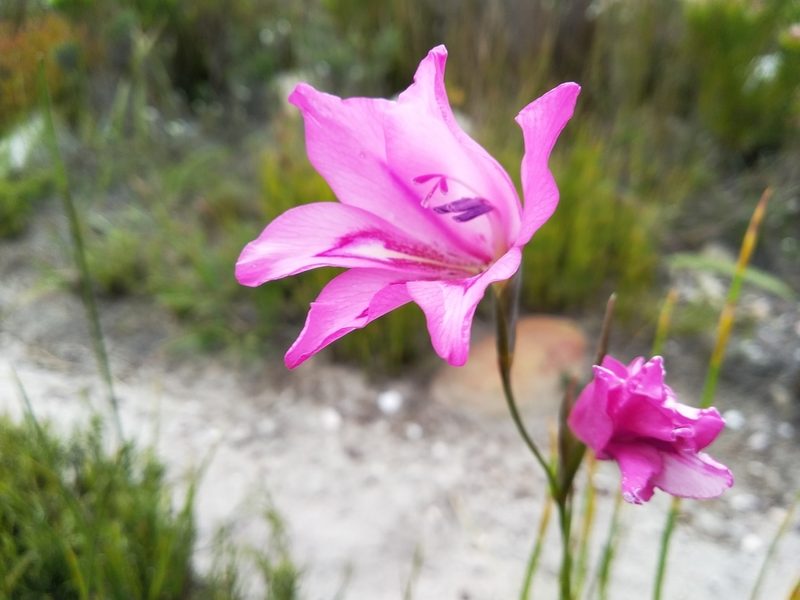 Gladiolus ornatus, photographed by De Waal Hugo