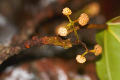 Coussapoa latifolia, photographed by Guillaume Delaitre