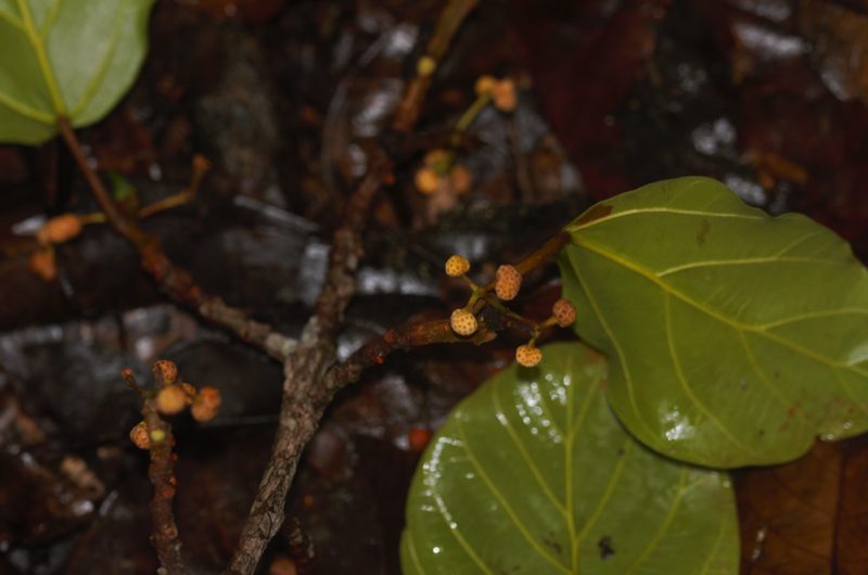 Coussapoa latifolia, photographed by Guillaume Delaitre