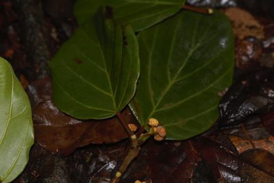 Coussapoa latifolia, photographed by Guillaume Delaitre