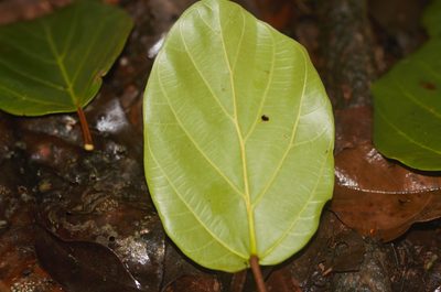 Coussapoa latifolia, photographed by Guillaume Delaitre