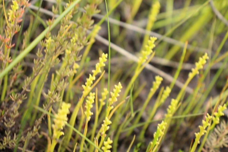Microtis atrata, photographed by Em Lamond