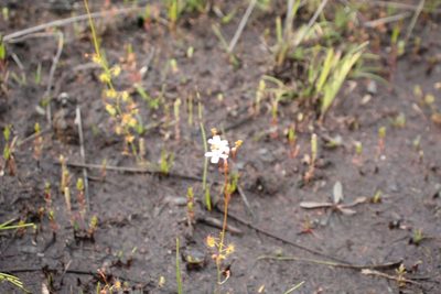Drosera myriantha, photographed by Em Lamond