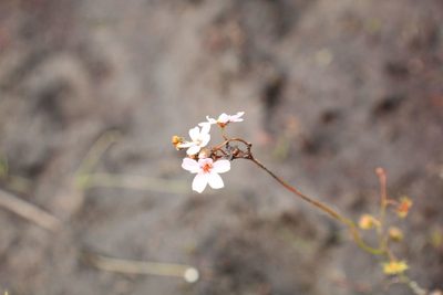 Drosera myriantha, photographed by Em Lamond