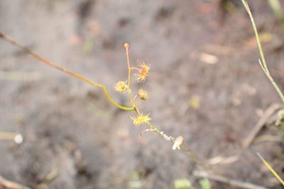 Drosera myriantha, photographed by Em Lamond