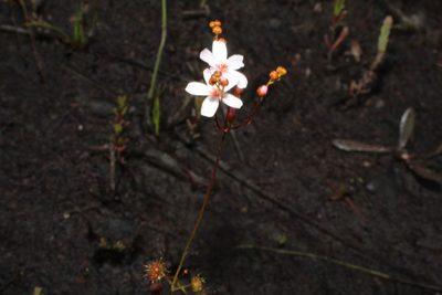 Drosera myriantha, photographed by Em Lamond