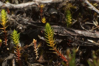 Selaginella gracillima, photographed by Em Lamond