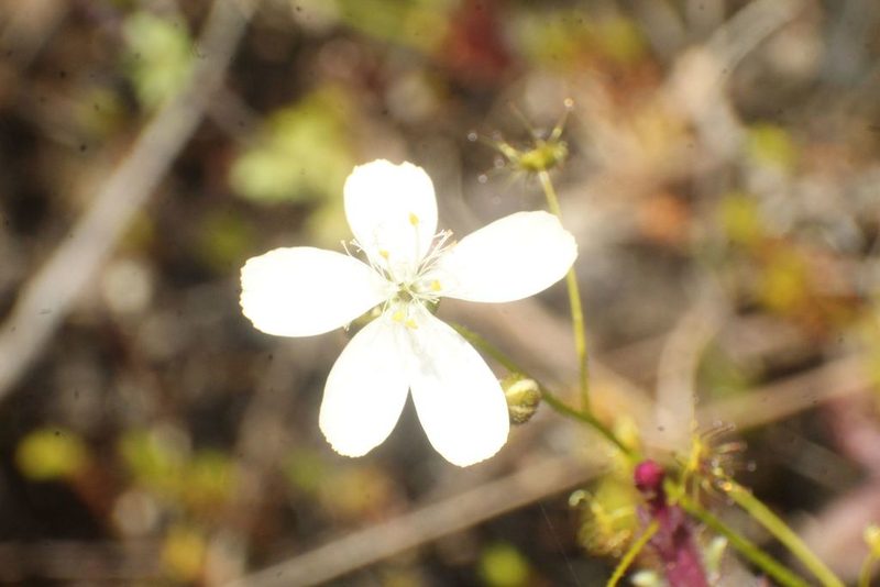 Drosera modesta, photographed by Em Lamond