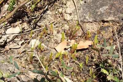 Selaginella gracillima, photographed by Em Lamond