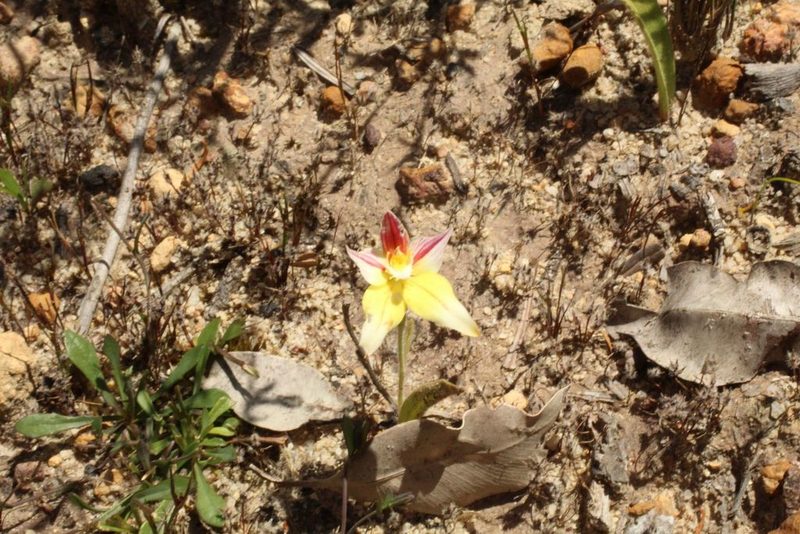 Caladenia flava, photographed by Em Lamond