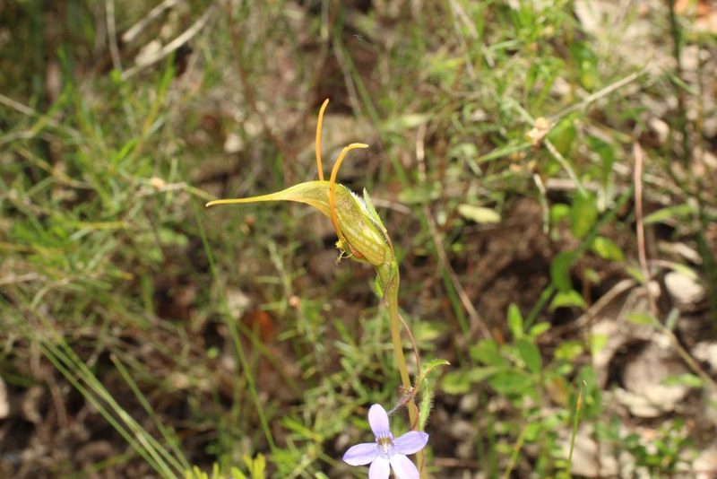 Pterostylis barbata, photographed by Em Lamond