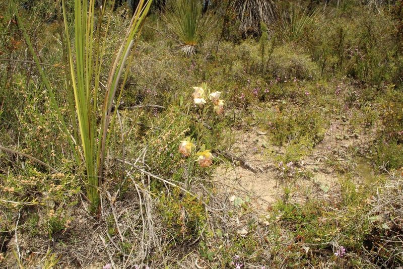 Pimelea suaveolens, photographed by Em Lamond