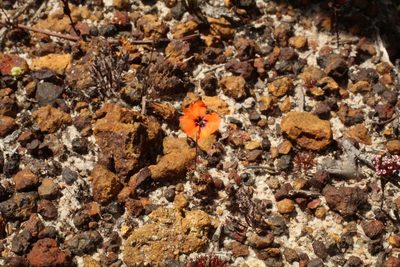 Drosera platystigma, photographed by Em Lamond