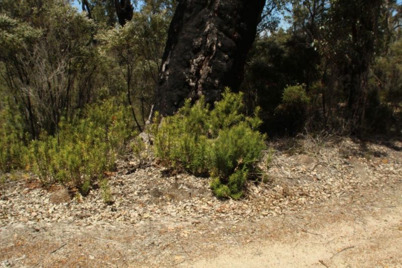 Podocarpus drouynianus, photographed by Em Lamond