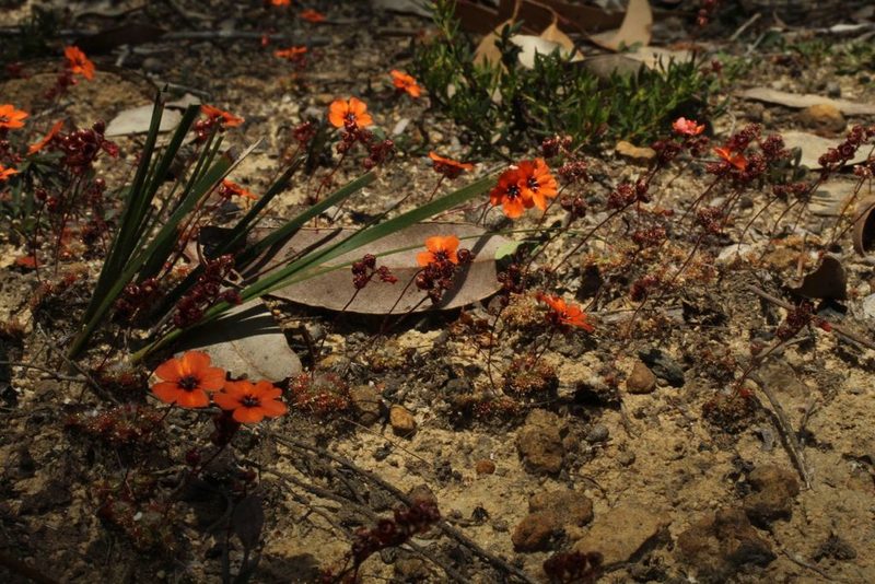 Drosera platystigma, photographed by Em Lamond